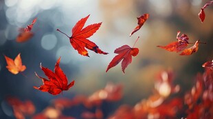 红叶飘零 尽显秋之韵味