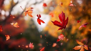 秋景 枫叶纷飞的诗意瞬间