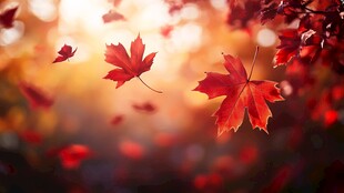 秋日枫叶飘飞的唯美瞬间