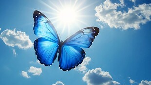 蓝蝶在晴空白云间飞舞