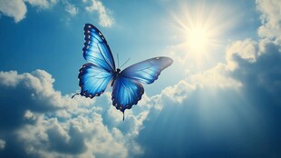 蓝蝶翱翔于晴朗天空之下