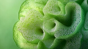 翠绿泡沫花形特写