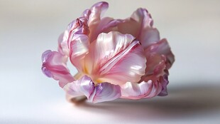 梦幻粉色褶皱郁金香花朵