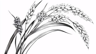 手绘麦穗图