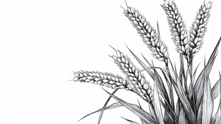 黑白素描小麦穗