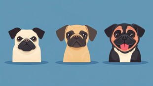 三只可爱的哈巴狗形象