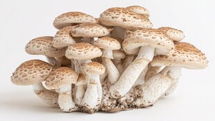 簇生的多孔菌蘑菇特写