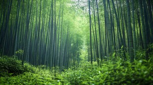 翠绿竹林 静谧自然之境