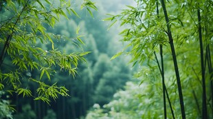 翠绿竹林 清新自然之景
