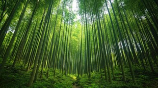 翠绿竹林间的静谧自然景