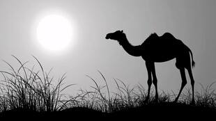 夕阳下骆驼的孤独剪影