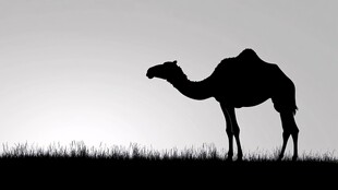 骆驼在草原上的剪影