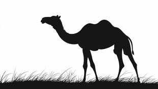 骆驼剪影于草地