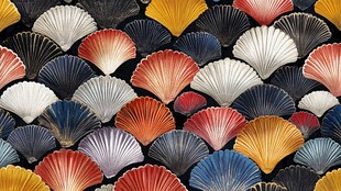 多彩扇贝图案的精美展示