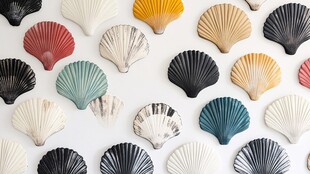 多彩扇贝排列 视觉盛宴