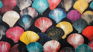 多彩扇贝排列艺术画面