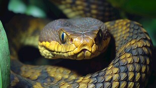 凝视的斑斓毒蛇