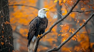秋日枝头的白头海雕