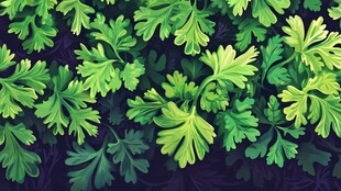 翠绿欧芹叶片背景图案