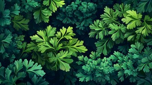 翠绿欧芹叶片背景图
