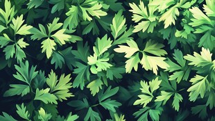 翠绿欧芹叶无缝背景图案