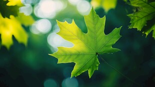 嫩绿枫叶 光影中的清新之美