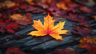 单片枫叶静卧于斑斓秋景中