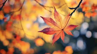 秋日枫叶独绽绚丽色彩