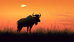 夕阳下的野牛剪影