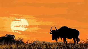 夕阳下的草原野牛剪影