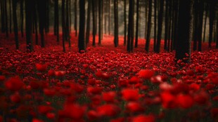 红罂粟花海中的静谧森林