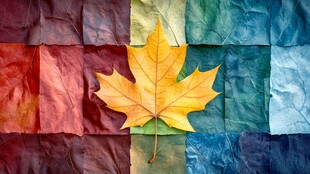 秋叶静置于多彩皱纸之上