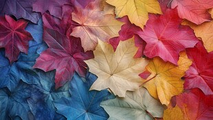 五彩斑斓的枫叶拼图