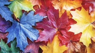 五彩斑斓的秋日枫叶世界