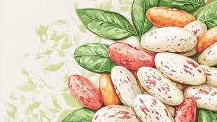 多彩花豆与绿叶插画