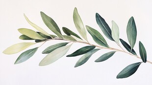 水彩绘橄榄枝清新植物图
