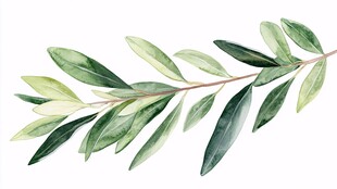 水彩绘橄榄枝清新自然风