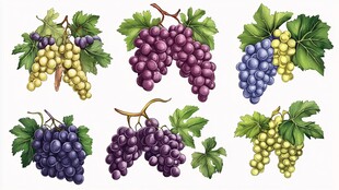 多彩葡萄插画 新鲜且诱人