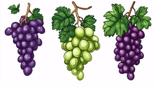 三串葡萄插画