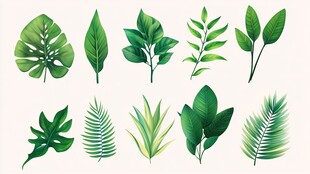 多样热带绿植叶片集合