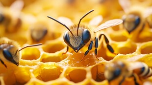 蜂巢上忙碌的蜜蜂