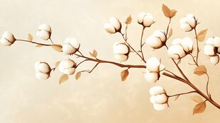 棉花枝特写 柔和米色背景