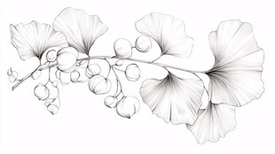 银杏枝叶果实线描图