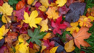 缤纷秋叶铺就多彩景致