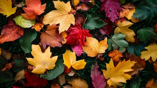 秋日缤纷落叶美景