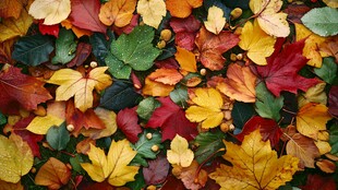 五彩秋叶铺就秋日美景