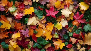 五彩斑斓的秋日落叶景观