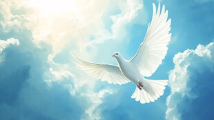 蓝天白鸽 自由的空中舞者