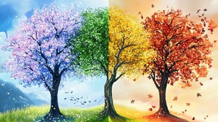 四季之树 自然色彩的变换