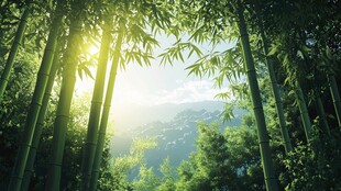 阳光洒落的静谧竹林